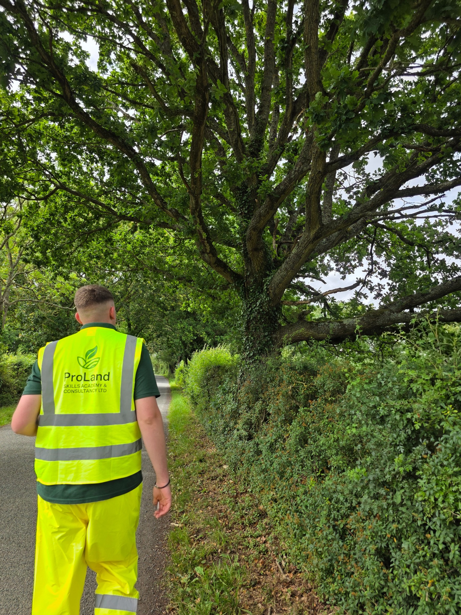 ProLand inspector checking trees and the surrounding site