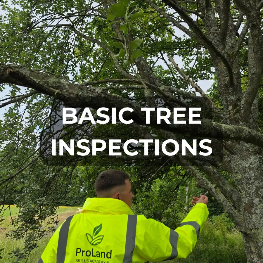 ProLand basic tree inspection