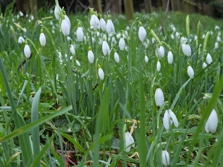Spring flowers in a maintained green space
