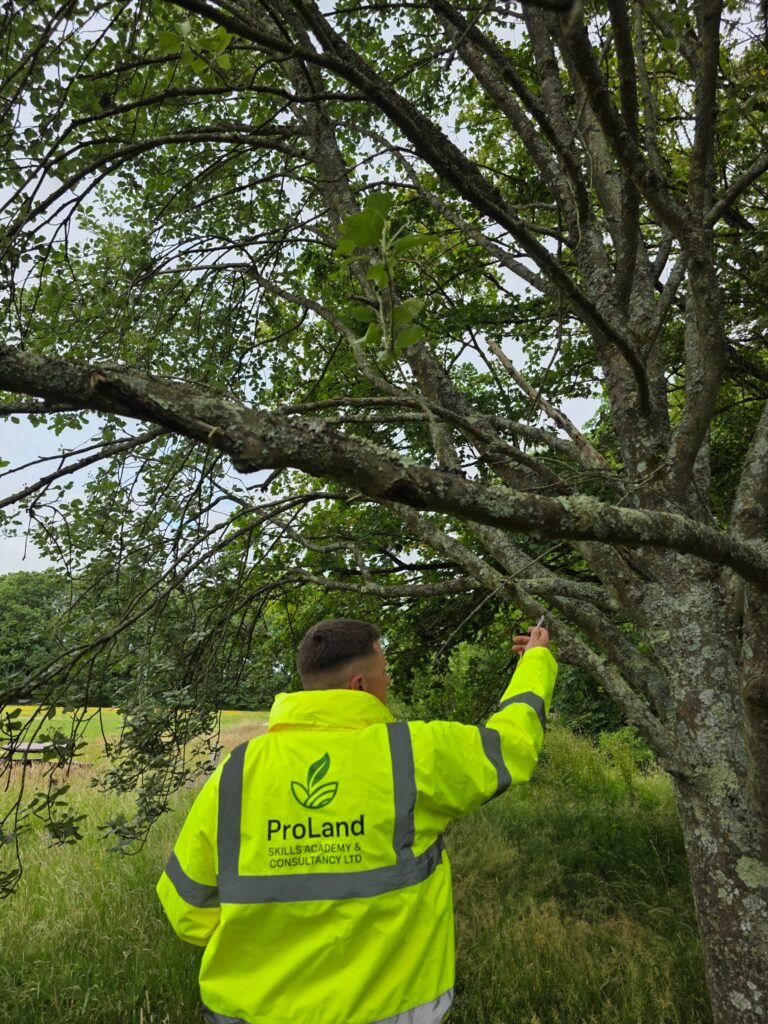 ProLand carrying out a tree inspection to support public-space asset decisions